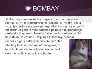BOMBAY
Al Bombay siempre se le compara con una pantera en
miniatura. Este parecido no es gratuito, la “madre” de la
raza, la criadora norteamericana Nikki Horner, se empeñó
en crear un gato lo más parecido posible a su personaje
preferido; Bagheera, la entrañable pantera negra de “El
libro de la Selva” de R. Kipling.El Bombay, a pesar
de ser un gato extraordinario; de carácter
afable y fácil mantenimiento, no goza, en
la actualidad, de su antigua popularidad
durante la década de los ochenta.
 