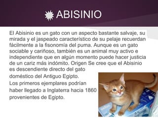 ABISINIO
El Abisinio es un gato con un aspecto bastante salvaje, su
mirada y el jaspeado característico de su pelaje recuerdan
fácilmente a la fisonomía del puma. Aunque es un gato
sociable y cariñoso, también es un animal muy activo e
independiente que en algún momento puede hacer justicia
de un cariz más indómito. Origen Se cree que el Abisinio
es descendiente directo del gato
doméstico del Antiguo Egipto.
Los primeros ejemplares podrían
haber llegado a Inglaterra hacia 1860
provenientes de Egipto.
 