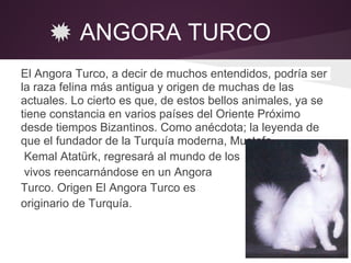 ANGORA TURCO
El Angora Turco, a decir de muchos entendidos, podría ser
la raza felina más antigua y origen de muchas de las
actuales. Lo cierto es que, de estos bellos animales, ya se
tiene constancia en varios países del Oriente Próximo
desde tiempos Bizantinos. Como anécdota; la leyenda de
que el fundador de la Turquía moderna, Mustafa
 Kemal Atatürk, regresará al mundo de los
 vivos reencarnándose en un Angora
Turco. Origen El Angora Turco es
originario de Turquía.
 