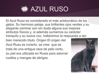 AZUL RUSO
El Azul Ruso es considerado el más aristocrático de los
gatos. Su hermoso pelaje, sus brillantes ojos verdes y su
elegante caminar son sin duda alguna sus mejores
atributos físicos y, si además sumamos su carácter
tranquilo y su suave voz, hallaremos la respuesta a tan
bien merecido título. Origen El origen del
Azul Ruso es incierto, se cree que se
trata de una antigua raza de pelo corto,
su piel era utilizada en Rusia para adornar
cuellos y mangas de abrigos.
 