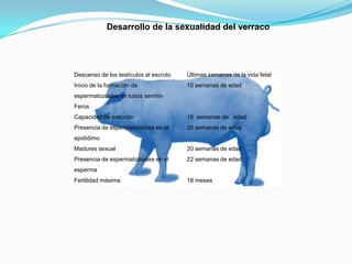 Desarrollo de la sexualidad del verraco