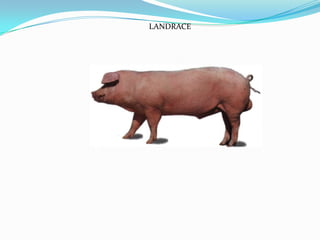 LANDRACE