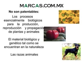No son patentables:
Los procesos
esencialmente biológicos
para la producción,
reproducción y propagación
de plantas y animales
El material biológico y
genético tal como se
encuentran en la naturaleza
Las razas animales
 