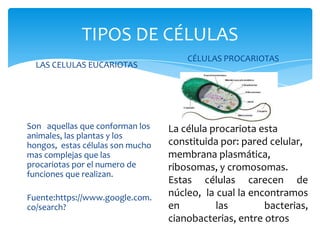 TIPOS DE CÉLULAS
LAS CELULAS EUCARIOTAS
Son aquellas que conforman los
animales, las plantas y los
hongos, estas células son mucho
mas complejas que las
procariotas por el numero de
funciones que realizan.
Fuente:https://www.google.com.
co/search?
CÉLULAS PROCARIOTAS
La célula procariota esta
constituida por: pared celular,
membrana plasmática,
ribosomas, y cromosomas.
Estas células carecen de
núcleo, la cual la encontramos
en las bacterias,
cianobacterias, entre otros
 