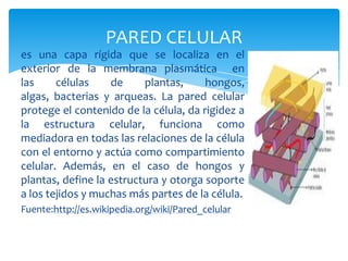 PARED CELULAR
es una capa rígida que se localiza en el
exterior de la membrana plasmática en
las células de plantas, hongos,
algas, bacterias y arqueas. La pared celular
protege el contenido de la célula, da rigidez a
la estructura celular, funciona como
mediadora en todas las relaciones de la célula
con el entorno y actúa como compartimiento
celular. Además, en el caso de hongos y
plantas, define la estructura y otorga soporte
a los tejidos y muchas más partes de la célula.
Fuente:http://es.wikipedia.org/wiki/Pared_celular
 