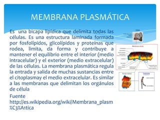 MEMBRANA PLASMÁTICA
Es una bicapa lipídica que delimita todas las
células. Es una estructura laminada formada
por fosfolípidos, glicolípidos y proteínas que
rodea, limita, da forma y contribuye a
mantener el equilibrio entre el interior (medio
intracelular) y el exterior (medio extracelular)
de las células. La membrana plasmática regula
la entrada y salida de muchas sustancias entre
el citoplasmay el medio extracelular. Es similar
a las membranas que delimitan los orgánulos
de célula
Fuente
http://es.wikipedia.org/wiki/Membrana_plasm
%C3%A1tica
 