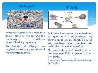 CITOPLASMA
comprende todo el volumen de la
célula, salvo el núcleo. Engloba
numerosas estructuras
especializadas y organelos,
Su función es albergar los
orgánulos celulares y contribuir al
movimiento de estos
CITOSOL
Es la solución acuosa concentrada en
la que están suspendidos los
organelos. Es un gel de base acuosa
que contiene gran cantidad de
moléculas grandes y pequeñas.
El citosol es la sede de muchos de los
procesos metabólicos que se dan en
las células.
Fuente:https://www.google.com.co/#hl=es&
gs_rn=9&gs
 