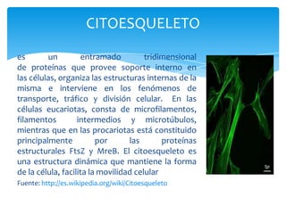 CITOESQUELETO
es un entramado tridimensional
de proteínas que provee soporte interno en
las células, organiza las estructuras internas de la
misma e interviene en los fenómenos de
transporte, tráfico y división celular. En las
células eucariotas, consta de microfilamentos,
filamentos intermedios y microtúbulos,
mientras que en las procariotas está constituido
principalmente por las proteínas
estructurales FtsZ y MreB. El citoesqueleto es
una estructura dinámica que mantiene la forma
de la célula, facilita la movilidad celular
Fuente: http://es.wikipedia.org/wiki/Citoesqueleto
 