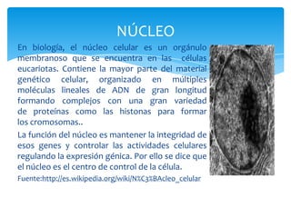 NÚCLEO
En biología, el núcleo celular es un orgánulo
membranoso que se encuentra en las células
eucariotas. Contiene la mayor parte del material
genético celular, organizado en múltiples
moléculas lineales de ADN de gran longitud
formando complejos con una gran variedad
de proteínas como las histonas para formar
los cromosomas..
La función del núcleo es mantener la integridad de
esos genes y controlar las actividades celulares
regulando la expresión génica. Por ello se dice que
el núcleo es el centro de control de la célula.
Fuente:http://es.wikipedia.org/wiki/N%C3%BAcleo_celular
 