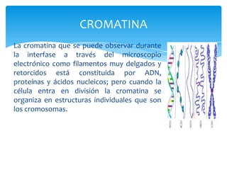 CROMATINA
La cromatina que se puede observar durante
la interfase a través del microscopio
electrónico como filamentos muy delgados y
retorcidos está constituida por ADN,
proteínas y ácidos nucleicos; pero cuando la
célula entra en división la cromatina se
organiza en estructuras individuales que son
los cromosomas.
 