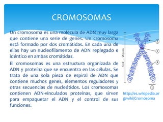 CROMOSOMAS
Un cromosoma es una molécula de ADN muy larga
que contiene una serie de genes. Un cromosoma
está formado por dos cromátidas. En cada una de
ellas hay un nucleofilamento de ADN replegado e
idéntico en ambas cromátidas.
El cromosomas es una estructura organizada de
ADN y proteína que se encuentra en las células. Se
trata de una sola pieza de espiral de ADN que
contiene muchos genes, elementos reguladores y
otras secuencias de nucleótidos. Los cromosomas
contienen ADN-vinculados proteínas, que sirven
para empaquetar el ADN y el control de sus
funciones.
Fuente:
http://es.wikipedia.or
g/wiki/Cromosoma
 