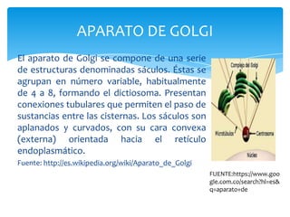 APARATO DE GOLGI
El aparato de Golgi se compone de una serie
de estructuras denominadas sáculos. Éstas se
agrupan en número variable, habitualmente
de 4 a 8, formando el dictiosoma. Presentan
conexiones tubulares que permiten el paso de
sustancias entre las cisternas. Los sáculos son
aplanados y curvados, con su cara convexa
(externa) orientada hacia el retículo
endoplasmático.
Fuente: http://es.wikipedia.org/wiki/Aparato_de_Golgi
FUENTE:https://www.goo
gle.com.co/search?hl=es&
q=aparato+de
 