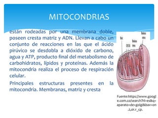 MITOCONDRIAS
están rodeadas por una membrana doble,
poseen cresta matriz y ADN. Llevan a cabo un
conjunto de reacciones en las que el ácido
pirúvico se desdobla a dióxido de carbono,
agua y ATP, producto final del metabolismo de
carbohidratos, lípidos y proteínas. Además la
mitocondria realiza el proceso de respiración
celular.
Principales estructuras presentes en la
mitocondria. Membranas, matriz y cresta
Fuente:https://www.googl
e.com.co/search?hl=es&q=
aparato+de+golgi&bav=on
.2,or.r_cp.&
 