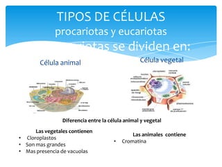 TIPOS DE CÉLULAS
procariotas y eucariotas
las eucariotas se dividen en:
Célula animal Célula vegetal
Diferencia entre la célula animal y vegetal
Las vegetales contienen
• Cloroplastos
• Son mas grandes
• Mas presencia de vacuolas
Las animales contiene
• Cromatina
 
