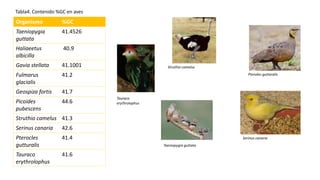 Organismo %GC
Taeniopygia
guttata
41.4526
Haliaeetus
albicilla
40.9
Gavia stellata 41.1001
Fulmarus
glacialis
41.2
Geospiza fortis 41.7
Picoides
pubescens
44.6
Struthio camelus 41.3
Serinus canaria 42.6
Pterocles
gutturalis
41.4
Tauraco
erythrolophus
41.6
Struthio camelus
Tauraco
erythrolophus
Pteroles guttaralis
Serinus canaria
Taeniopygia guttata
Tabla4. Contenido %GC en aves
 