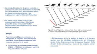  La principal localización de genes perdidos en
aves se encuentra en el cromosoma humano 19,
uno relativamente corto pero altamente denso
en donde los reordenamientos y las
duplicaciones segementales son frecuentes
 En varios casos, genes parálogos y/o
adaptaciones bioquímicas o fisiológicas
presentes en las aves pueden haber
proporcionado una compensación por estas
pérdidas de genes.
Ejemplo.
Faltan de más de 20 genes involucrados en la
eritropoyesis, lo que podría tener implicaciones
importantes para la capacidad de las aves para
responder a condiciones de hipoxia
 Los productos de dos genes aviares que faltan
(EGLN2 y HIF3A ) son conocidos para suprimir la
respuesta celular a la hipoxia.
Figura 4. Linea fililogenética Archosauria. La flecha roja muestra el punto en
el proceso evolutivo en donde ocrurrió la pérdida de genes en aves.
Comparaciones entre la gallina, el lagarto y el humano
revelan que las pérdidas probablemente se produjeron
dentro de los linajes aviares de dinosaurios, después de la
división de los dinosaurios y aves de su ancestro común
arcosaurio.
 