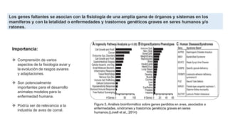 Los genes faltantes se asocian con la fisiología de una amplia gama de órganos y sistemas en los
mamíferos y con la letalidad o enfermedades y trastornos genéticos graves en seres humanos y/o
ratones.
Figura 5. Análisis bioinformático sobre genes perdidos en aves, asociados a
enfermedades, síndromes y trastornos genéticos graves en seres
humanos.(Lovell et al., 2014)
 Comprensión de varios
aspectos de la fisiología aviar y
la evolución de rasgos aviares
y adaptaciones.
 Son potencialmente
importantes para el desarrollo
animales modelos para la
enfermedad humana.
 Podría ser de relevancia a la
industria de aves de corral.
Importancia:
 