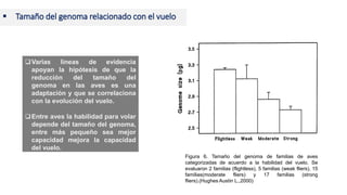 Varias líneas de evidencia
apoyan la hipótesis de que la
reducción del tamaño del
genoma en las aves es una
adaptación y que se correlaciona
con la evolución del vuelo.
Entre aves la habilidad para volar
depende del tamaño del genoma,
entre más pequeño sea mejor
capacidad mejora la capacidad
del vuelo.
Figura 6. Tamaño del genoma de familias de aves
categorizadas de acuerdo a la habilidad del vuelo. Se
evaluaron 2 familias (flightless), 5 familias (weak fliers), 15
familias(moderate fliers) y 17 familias (strong
fliers).(Hughes Austin L.,2000)
 Tamaño del genoma relacionado con el vuelo
 