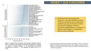 • Tejidos reproductivos femeninos incluyen uterovaginal , ovario y el oviducto ;
tejidos del sistema inmune incluyen bazo, timo, amígdala cecal y bolsa de
Fabricio ; y los tejidos alimenticios incluyen la molleja, el estómago y grande
e Intestinos pequeños.
Figura 7. Alineamientos de genes entre especies ortólogas Humano-
pollo. b. Muestra el porcentaje de identidad aminoacídica en relación
1:1 según el proceso biológico. C. El porcentaje de identidad
aminoacídica en relación 1:1 por categoría de tejidos.(Hillier et al.,
2004)
 El alineamiento de los genomas
humanos y de pollo identifica al menos
70 Mb de secuencia que es altamente
probable que sea funcional en ambas
secuencias ortólogas. Involucra
funciones citoplasmáticas y nucleares, la
defensa del huésped y la adaptación
para el medio ambiente.
 