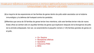 La mayoría de las expansiones en las familias de genes dentro de pollo están asociados con el sistema
inmunológico y la defensa del huésped contra los parásitos.
Mientras que cerca de 30 familias de genes tenían tres miembros, sólo seis familias tenían más de nueve.
Estas cifras se centran sólo en aquellas familias de genes que duplicaron después de la divergencia de pollo
de la amniote antepasado. Aún así, es sorprendente el pequeño número (> 20) familias grandes de genes en
el pollo.
 Ov- Serpina
 Receptoras olfativas
 Queratina
 Citocromo P450
 MHC
 