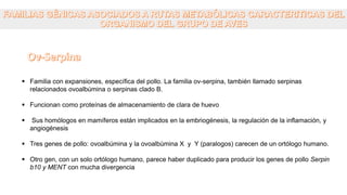  Familia con expansiones, específica del pollo. La familia ov-serpina, también llamado serpinas
relacionados ovoalbúmina o serpinas clado B.
 Funcionan como proteínas de almacenamiento de clara de huevo
 Sus homólogos en mamíferos están implicados en la embriogénesis, la regulación de la inflamación, y
angiogénesis
 Tres genes de pollo: ovoalbúmina y la ovoalbúmina X y Y (paralogos) carecen de un ortólogo humano.
 Otro gen, con un solo ortólogo humano, parece haber duplicado para producir los genes de pollo Serpin
b10 y MENT con mucha divergencia
 
