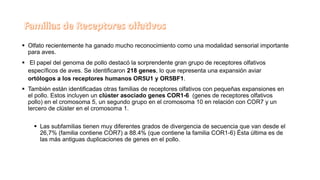  Olfato recientemente ha ganado mucho reconocimiento como una modalidad sensorial importante
para aves.
 El papel del genoma de pollo destacó la sorprendente gran grupo de receptores olfativos
específicos de aves. Se identificaron 218 genes, lo que representa una expansión aviar
ortólogos a los receptores humanos OR5U1 y OR5BF1.
 También están identificadas otras familias de receptores olfativos con pequeñas expansiones en
el pollo. Estos incluyen un clúster asociado genes COR1-6 (genes de receptores olfativos
pollo) en el cromosoma 5, un segundo grupo en el cromosoma 10 en relación con COR7 y un
tercero de clúster en el cromosoma 1.
 Las subfamilias tienen muy diferentes grados de divergencia de secuencia que van desde el
26,7% (familia contiene COR7) a 88.4% (que contiene la familia COR1-6) Ésta última es de
las más antiguas duplicaciones de genes en el pollo.
 