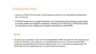 • Citocromo P450 (CYP) de pollo y otras especies aviares se han estudiado principalmente
con microsomas
• CYP2C45 puede tener un papel dominante en el metabolismo de xenobióticos pollo debido
a los altos niveles de expresión constitutiva, mientras que CYP2C23a y CYP2C23b pueden
ser inducidas en gran medida por el receptor xenobiótico de pollo (CXR)
• Se sabe que el complejo mayor de histocompatibilidad (MHC) del pollo es más compacto que
la de los mamíferos, que conduce a su caracterización como un "mínimo esencial" MHC
puede ser característica de las aves en general junto con un mecanismo de generación de
diversidad de inmunoglobulinas por conversión génica somática.
 