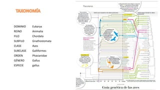 DOMINIO Eukarya
REINO Animalia
FILO Chordata
SUBFILO Gnathostomata
CLASE Aves
SUBCLASE Galliformes
ORDEN Phasianidae
GÉNERO Gallus
ESPECIE gallus
 
