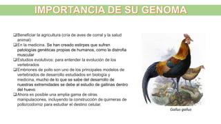 Gallus gallus
Beneficiar la agricultura (cría de aves de corral y la salud
animal)
En la medicina. Se han creado estirpes que sufren
patologías genéticas propias de humanos, como la distrofia
muscular
Estudios evolutivos: para entender la evolución de los
vertebrados
Embriones de pollo son uno de los principales modelos de
vertebrados de desarrollo estudiados en biología y
medicina, mucho de lo que se sabe del desarrollo de
nuestras extremidades se debe al estudio de gallinas dentro
del huevo
Ahora es posible una amplia gama de otras
manipulaciones, incluyendo la construcción de quimeras de
pollo/codorniz para estudiar el destino celular.
 
