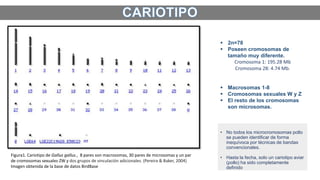 Figura1. Cariotipo de Gallus gallus., 8 pares son macrosomas, 30 pares de microsomas y un par
de cromosomas sexuales ZW y dos grupos de vinculación adicionales. (Pereira & Baker, 2004)
Imagen obtenida de la base de datos BirdBase
 2n=78
 Poseen cromosomas de
tamaño muy diferente.
Cromosoma 1: 195.28 Mb
Cromosoma 28: 4.74 Mb.
 Macrosomas 1-8
 Cromosomas sexuales W y Z
 El resto de los cromosomas
son microsomas.
• No todos los microcromosomas pollo
se pueden identificar de forma
inequívoca por técnicas de bandas
convencionales.
• Hasta la fecha, solo un cariotipo aviar
(pollo) ha sido completamente
definido
 