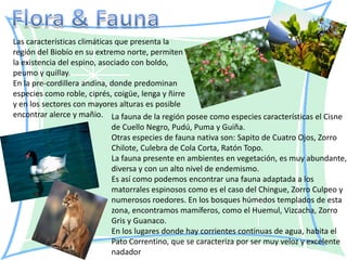 Las características climáticas que presenta la
región del Biobío en su extremo norte, permiten
la existencia del espino, asociado con boldo,
peumo y quillay.
En la pre-cordillera andina, donde predominan
especies como roble, ciprés, coigüe, lenga y ñirre
y en los sectores con mayores alturas es posible
encontrar alerce y mañio. La fauna de la región posee como especies características el Cisne
                              de Cuello Negro, Pudú, Puma y Guiña.
                              Otras especies de fauna nativa son: Sapito de Cuatro Ojos, Zorro
                              Chilote, Culebra de Cola Corta, Ratón Topo.
                              La fauna presente en ambientes en vegetación, es muy abundante,
                              diversa y con un alto nivel de endemismo.
                              Es así como podemos encontrar una fauna adaptada a los
                              matorrales espinosos como es el caso del Chingue, Zorro Culpeo y
                              numerosos roedores. En los bosques húmedos templados de esta
                              zona, encontramos mamíferos, como el Huemul, Vizcacha, Zorro
                              Gris y Guanaco.
                              En los lugares donde hay corrientes continuas de agua, habita el
                              Pato Correntino, que se caracteriza por ser muy veloz y excelente
                              nadador
 