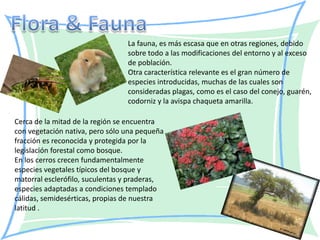 La fauna, es más escasa que en otras regiones, debido
                                 sobre todo a las modificaciones del entorno y al exceso
                                 de población.
                                 Otra característica relevante es el gran número de
                                 especies introducidas, muchas de las cuales son
                                 consideradas plagas, como es el caso del conejo, guarén,
                                 codorniz y la avispa chaqueta amarilla.

Cerca de la mitad de la región se encuentra
con vegetación nativa, pero sólo una pequeña
fracción es reconocida y protegida por la
legislación forestal como bosque.
En los cerros crecen fundamentalmente
especies vegetales típicos del bosque y
matorral esclerófilo, suculentas y praderas,
especies adaptadas a condiciones templado
cálidas, semidesérticas, propias de nuestra
latitud .
 