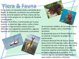 De acuerdo a la naturaleza árida y semiárida de la
Región de Atacama, se advierte una continuidad
biótica tanto de especies de flora y fauna del Sur,
como de otras propias de las regiones de Tarapacá
y Antofagasta.
Respecto de la flora, y comenzando por la zona
costera, se observan algas como, Luche y Huiro.
Luego en la faja terrestre costera crece sin        Se encuentran anfibios, de los cuales uno es
dificultad una vegetación xeromórfica y algunas endémico, reptiles, aves y mamíferos
especies de Cactáceas Columnares y suculentas. terrestres.
                                                    Se desprende que en la Tercera Región hay
                                                    un total de 72 especies en peligro de
                                                    conservación.
                                                    El Parque Nacional Pan de Azúcar, existe
                                                    fauna como el Chungungo, Lobos de un Pelo,
                                                    En especies de aves costeras que viven en la
                                                    zona costera de este parque, se puede
                                                    encontrar especies como Gaviotas, habitan
                                                    en lagos y lagunas de la cordillera. En
                                                    invierno algunos ejemplares bajan hasta la
                                                    zona costera. Gaviotines o Pelicano.
 