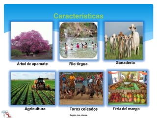 Características
Árbol de apamate Rio tirgua Ganadería
Agricultura Toros coleados Feria del mango
Región Los Llanos
 