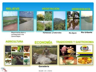 Mayormente plano y
corresponde a los
Llanos Bajos
Herbáceas y matorrales Río Apure Río Uribante
Ganadería
 