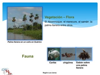Vegetación – Flora
El Alconrnoque, el merecure, el samán ,la
palma llanera entre otros.
Fauna
Palma llanera en un caño en Guárico
Caribe chigüires Gabán sobre
una palma
llanera
Región Los Llanos
 