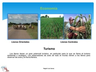 Economía
Llanos Orientales Llanos Centrales
Turismo
Los llanos tienen un gran potencial turístico, en particular para lo que se llama el turismo
ambiental o ecológico. Los observadores de aves de todo el mundo vienen a los llanos para
observar las aves y la fauna llanera.
Región Los Llanos
 