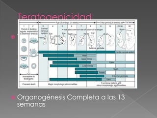 

Tabla de desarrollo



Organogénesis Completa a las 13
semanas

 