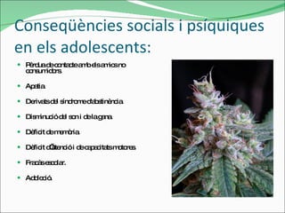 Conseqüències socials i psíquiques en els adolescents:  Pèrdua de contacte amb els amics no consumidors. Apatia. Derivats del síndrome d'abstinència. Disminució del son i de la gana. Dèficit de memòria. Dèficit d’atenció i de capacitats motores. Fracàs escolar. Addicció. 