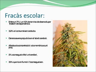 Fracàs  escolar: Entre un 7% i un 10% tenen risc de desenvolupar  trastorn de dependència. 3,2% en consumeixen cada dia. Genera severs prejudicis en el teixit cerebral. Afecta a la concentració i a la memòria a curt plaç. 2% aconsegueix títol universitari. 30% que no en fumen i l'aconsegueixen. 