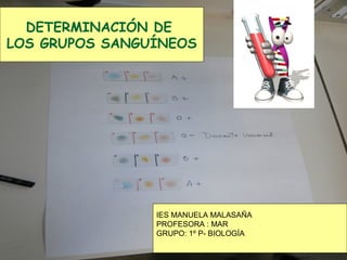 DETERMINACIÓN DE
LOS GRUPOS SANGUÍNEOS
IES MANUELA MALASAÑA
PROFESORA : MAR
GRUPO: 1º P- BIOLOGÍA
 