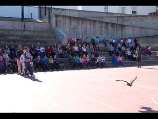 Presentación águilas