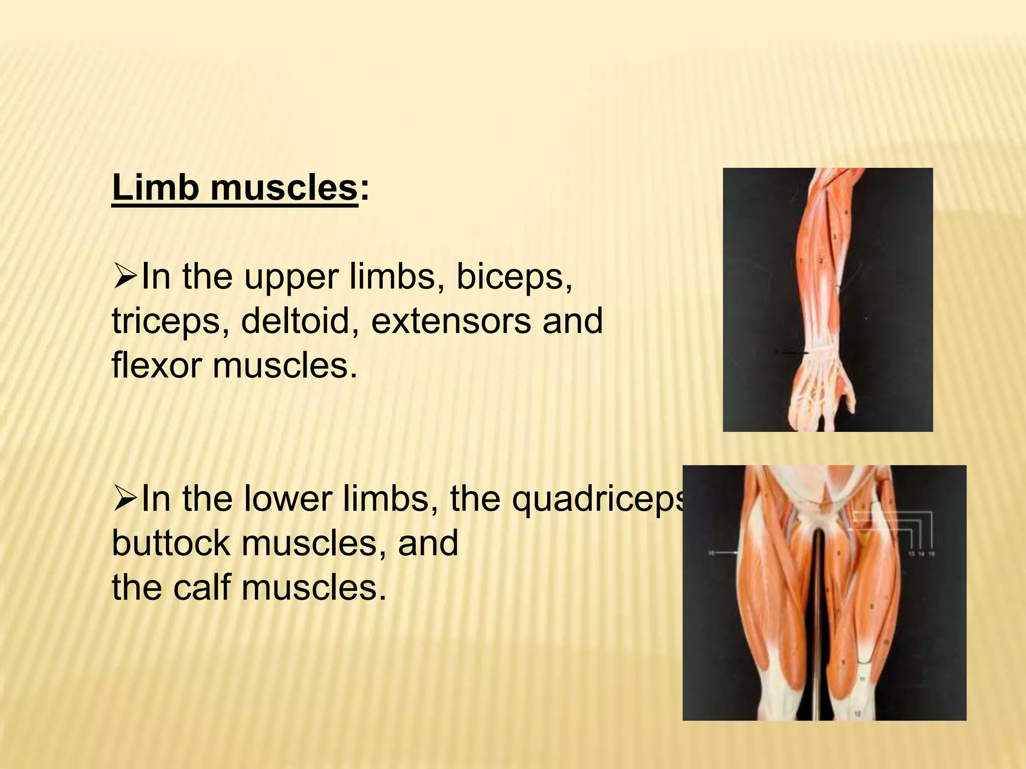 Limb muscles:

In the upper limbs, biceps,
triceps, deltoid, extensors and
flexor muscles.


In the lower limbs, the quadriceps,
buttock muscles, and
the calf muscles.
 