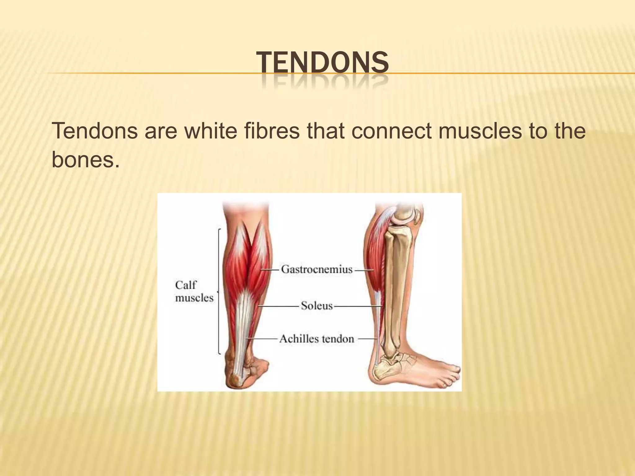 TENDONS

Tendons are white fibres that connect muscles to the
bones.
 