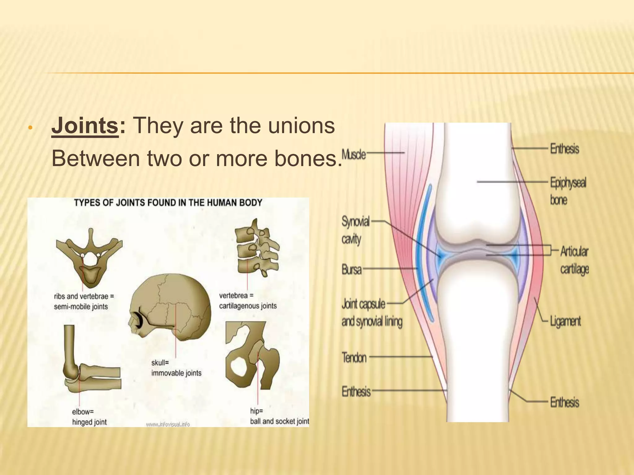 •   Joints: They are the unions
    Between two or more bones.
 