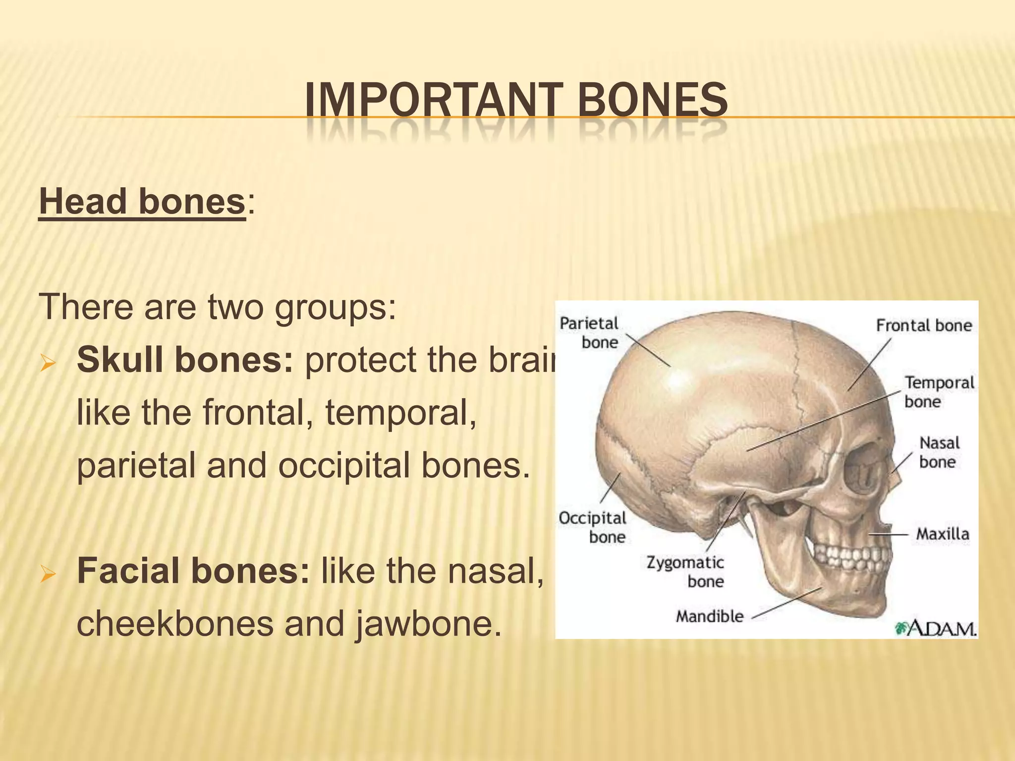 IMPORTANT BONES
Head bones:

There are two groups:
 Skull bones: protect the brain,

  like the frontal, temporal,
  parietal and occipital bones.

   Facial bones: like the nasal,
    cheekbones and jawbone.
 