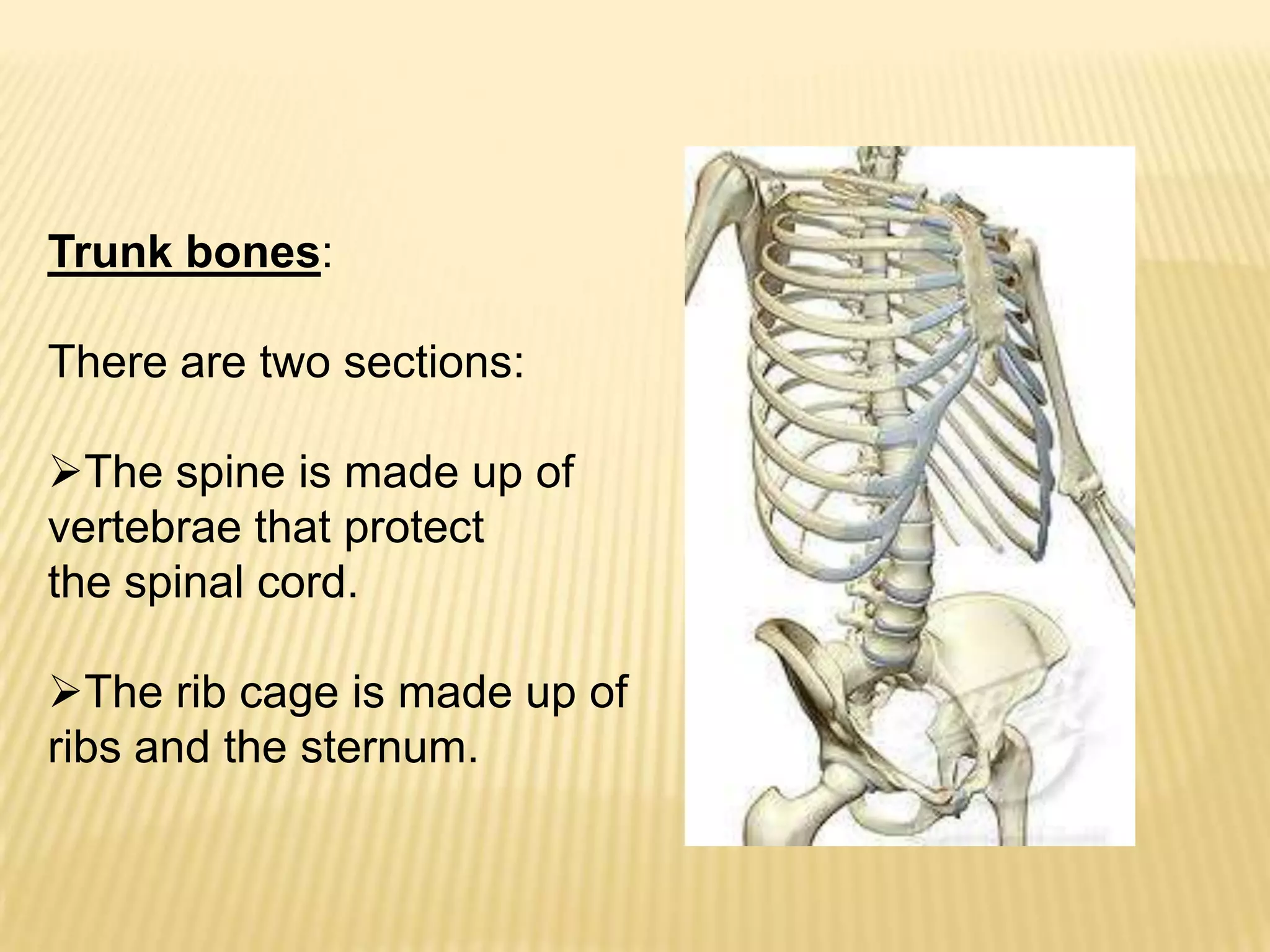Trunk bones:

There are two sections:

The spine is made up of
vertebrae that protect
the spinal cord.

The rib cage is made up of
ribs and the sternum.
 