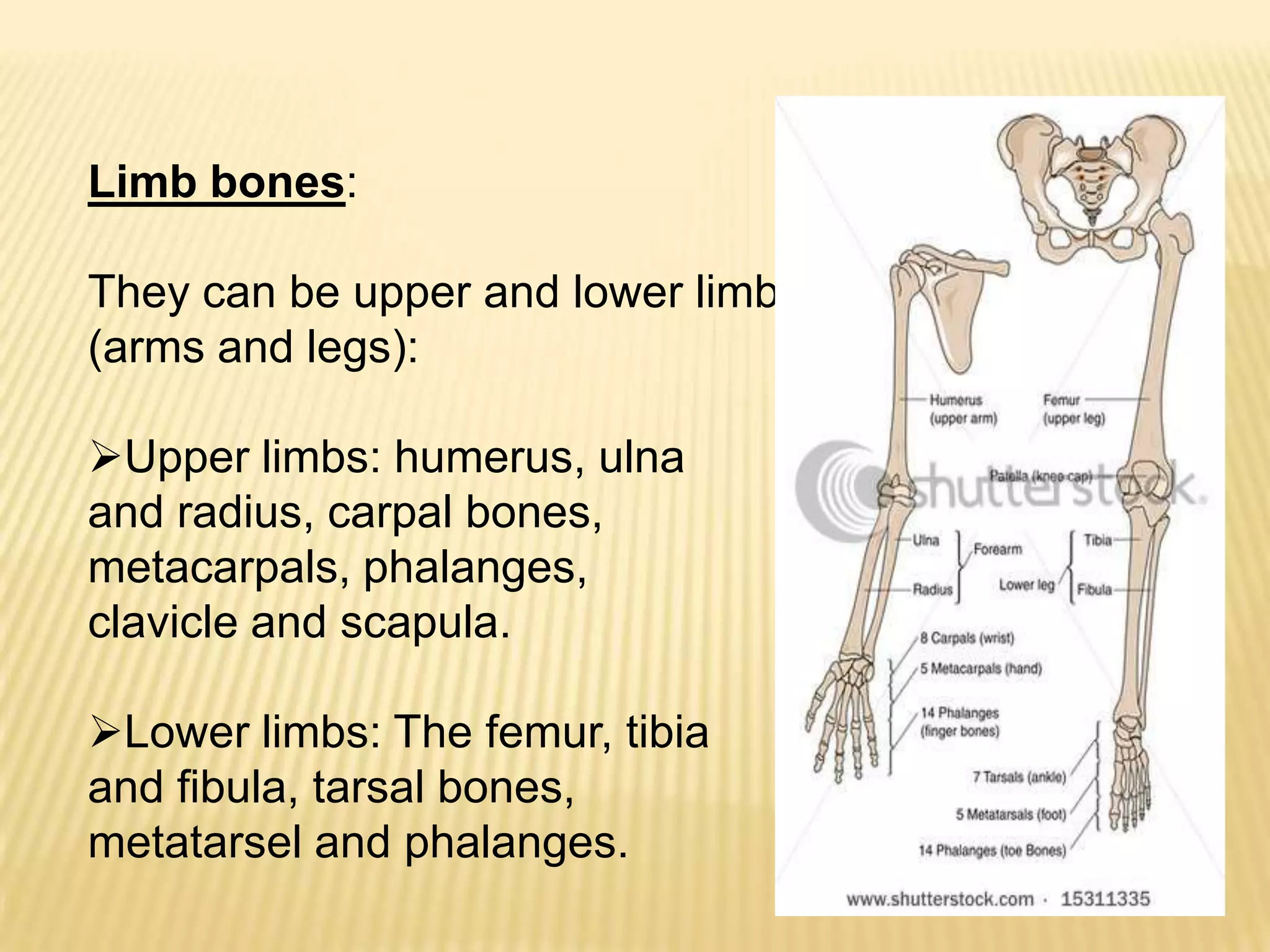 Limb bones:

They can be upper and lower limbs
(arms and legs):

Upper limbs: humerus, ulna
and radius, carpal bones,
metacarpals, phalanges,
clavicle and scapula.

Lower limbs: The femur, tibia
and fibula, tarsal bones,
metatarsel and phalanges.
 