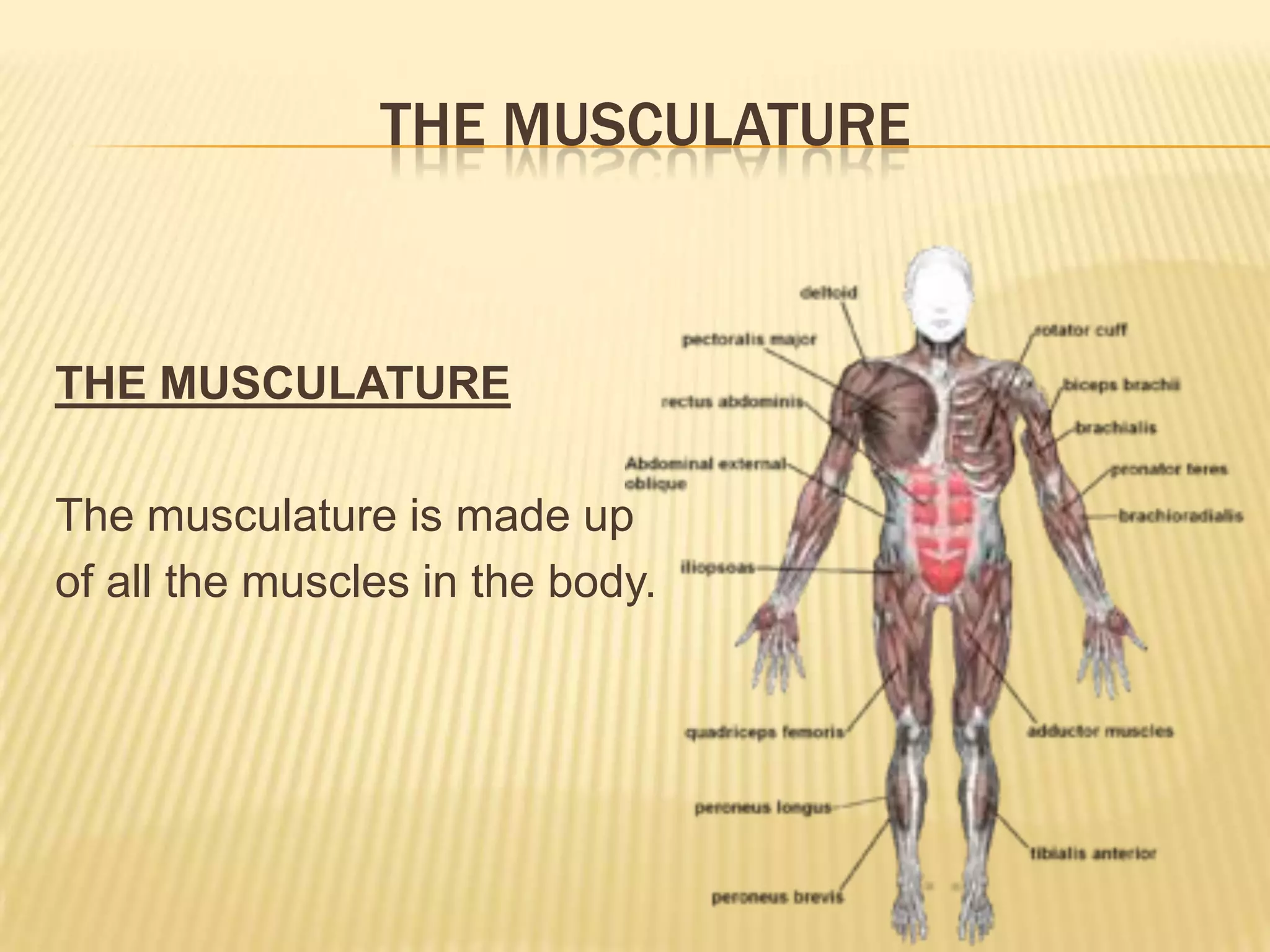 THE MUSCULATURE


THE MUSCULATURE

The musculature is made up
of all the muscles in the body.
 