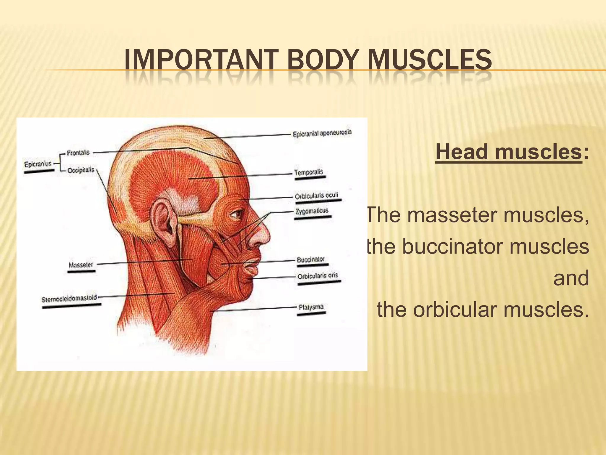 IMPORTANT BODY MUSCLES

                     Head muscles:

              The masseter muscles,
              the buccinator muscles
                                 and
               the orbicular muscles.
 